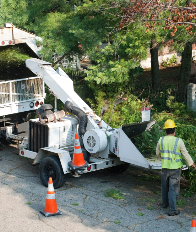 tree removal