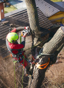 tree cutting