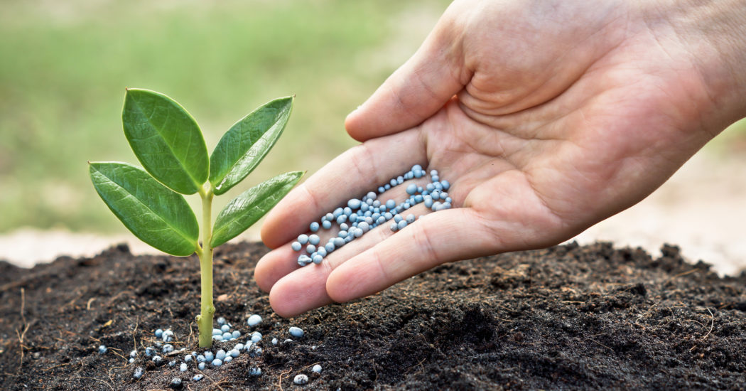 Tree Fertilization New Orleans