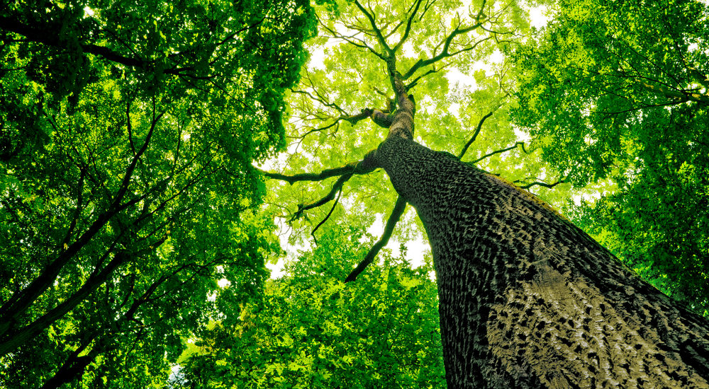 Professional Tree Services Gretna