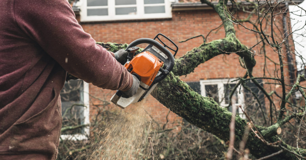 Arborist chainsawing pieces of wood of cut down old oak.
