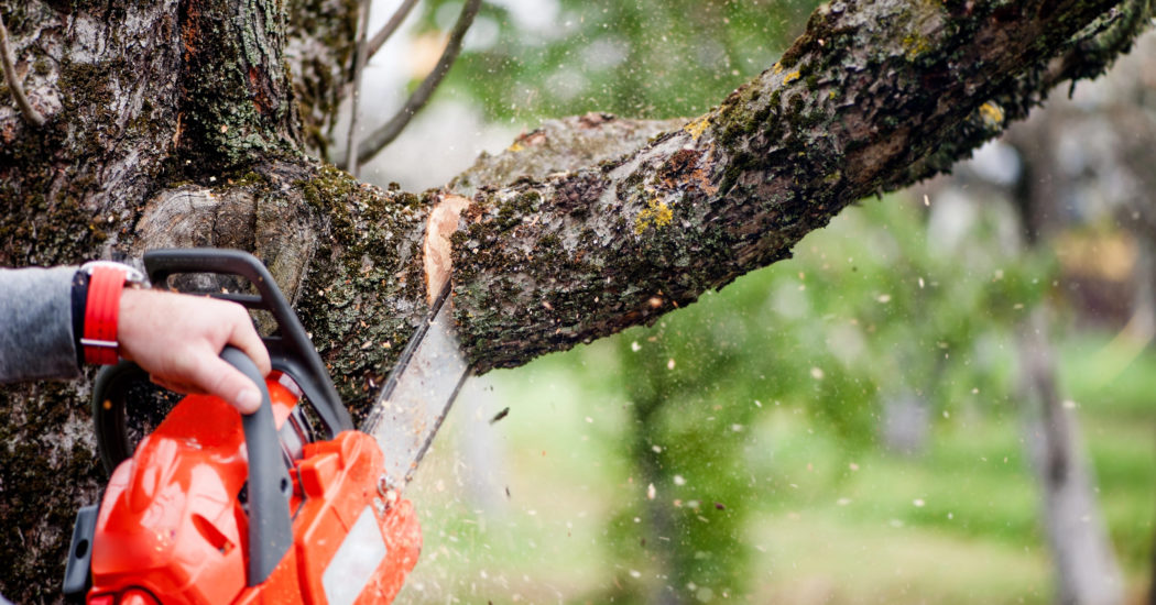 Tree services Hammond