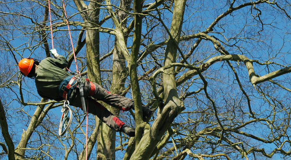 Tree Climbing