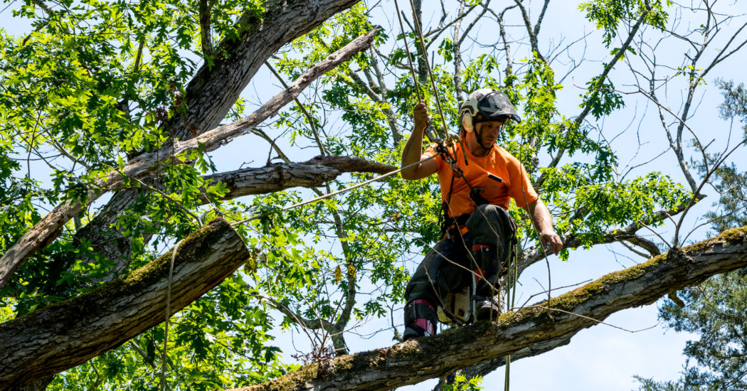 Worker in orange shirt climbing in tree cutting off dead branches in Baton Rouge