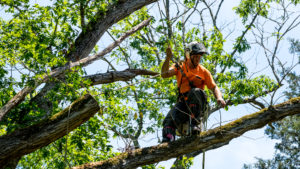 Worker in orange shirt climbing in tree cutting off dead branches in Baton Rouge