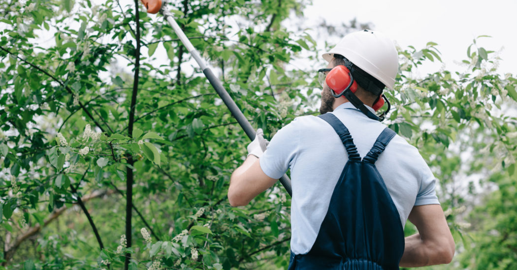 Back view of gardener in helmet and hearing protection, trimming a tree