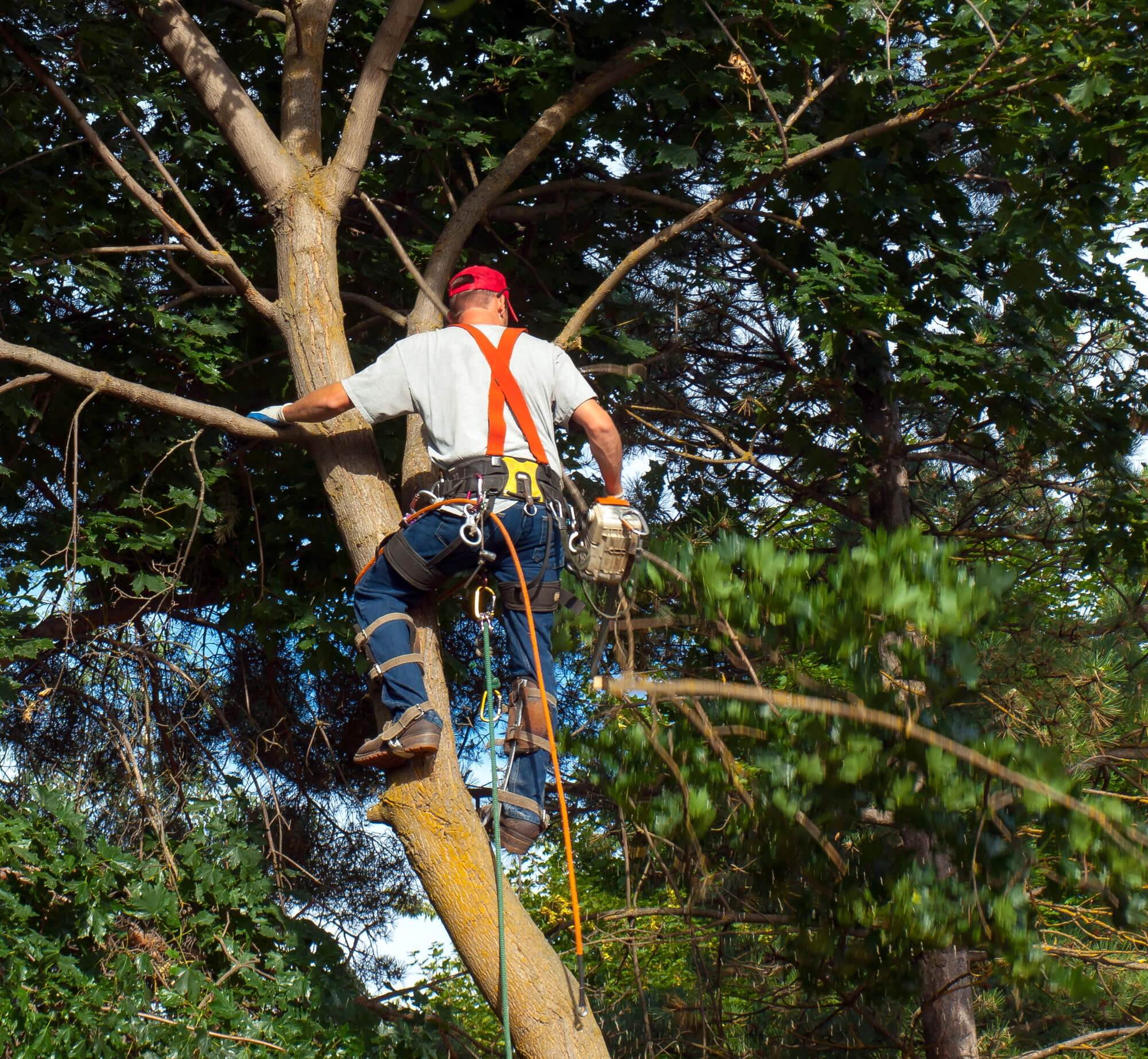 experienced tree contractor