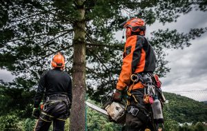 tree contractors ready for tree services