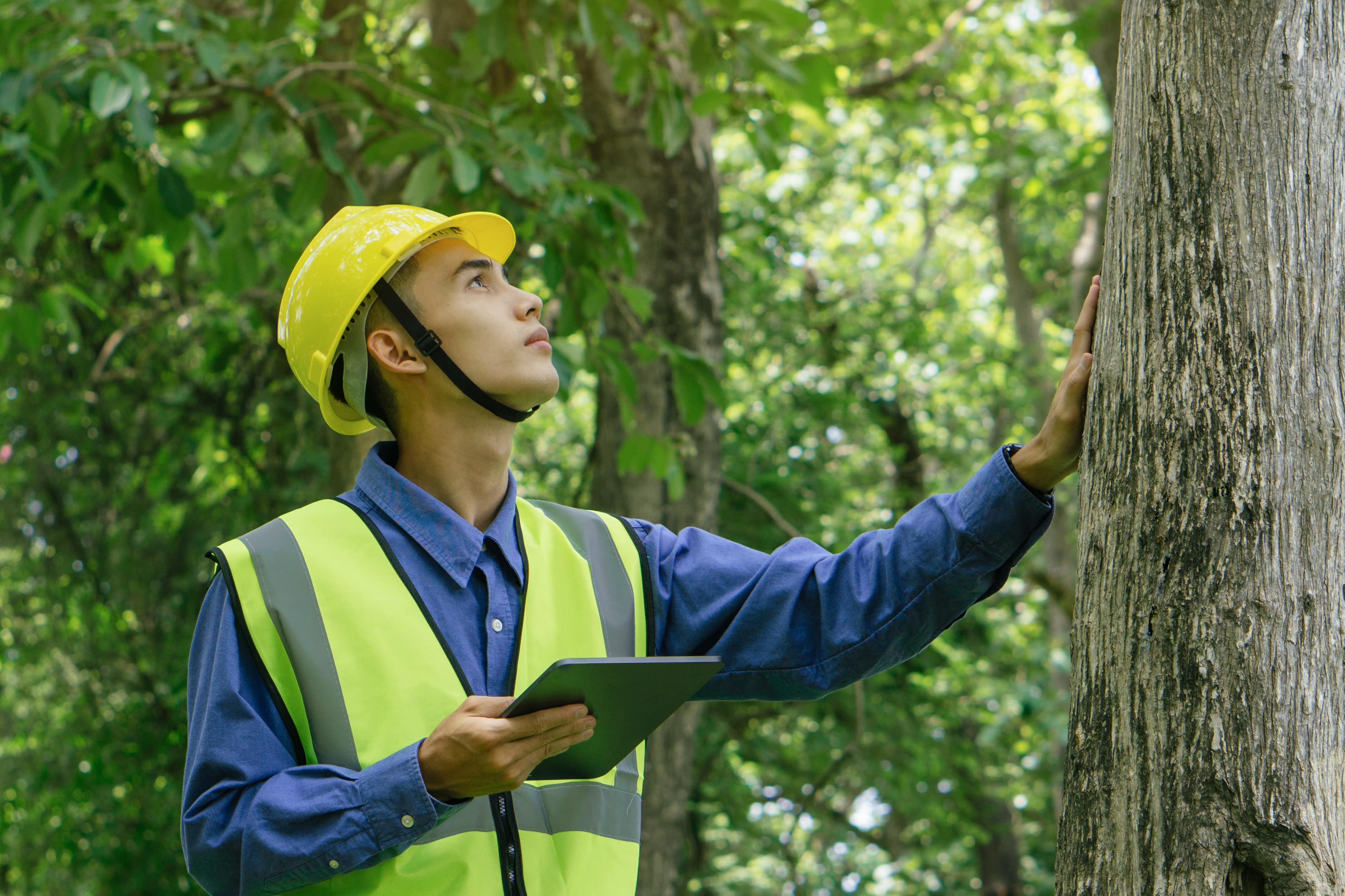tree contractors tree inspection