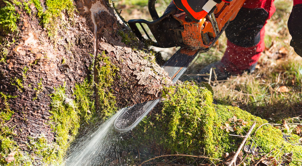 tree cutting