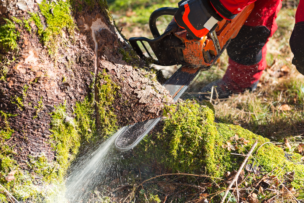 tree cutting