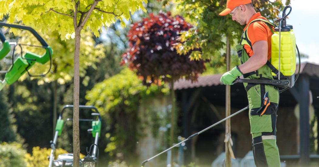 tree fertilization conducted by an expert, by spraying liquid fertilizer onto the ground