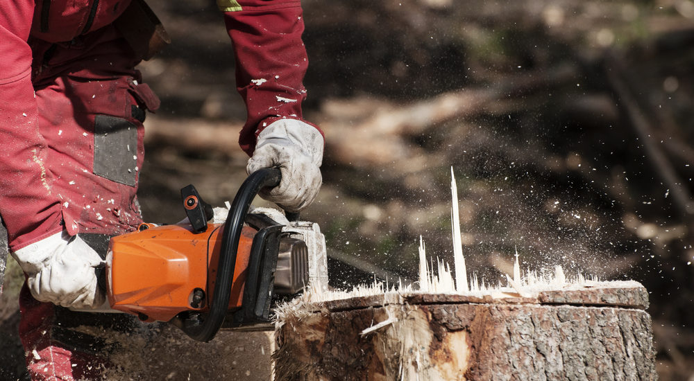 tree service worker cutting the stump of a spruce tree with chainsaw