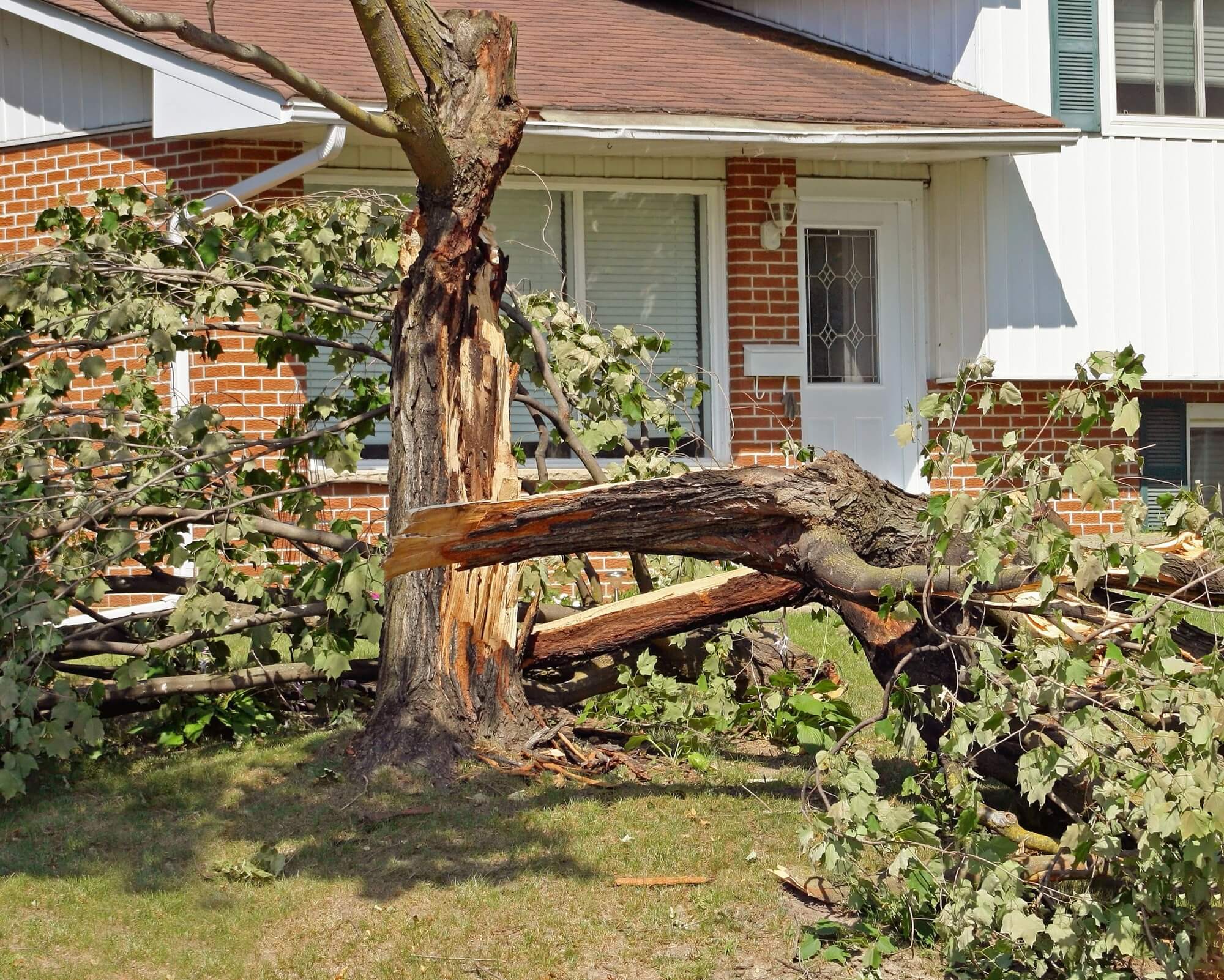 tree storm damage