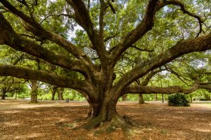  New Orleans Tree fertilization services