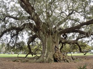 Tree fertilization in New Orleans