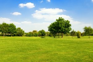 Tree fertilization services in New Orleans