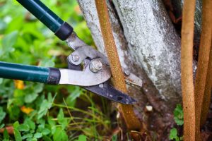 Commercial Tree Pruning New Orleans