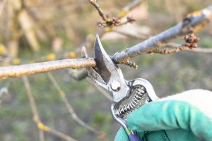 Residential Tree Pruning New Orleans