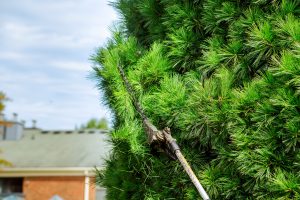 Professional Tree Pruning New Orleans 