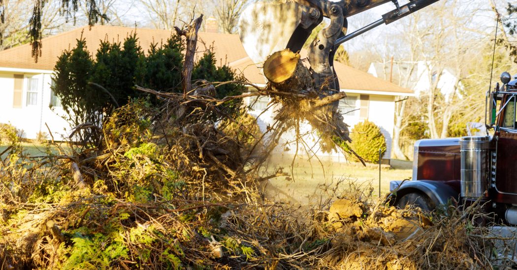 Old trees are being removed in cities tree trunk for loading into truck.