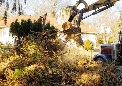 Old trees are being removed in cities tree trunk for loading into truck.