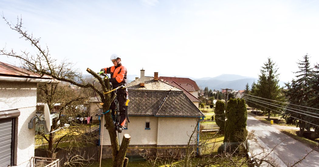 Lumberjack with chainsaw and harness pruning a tree. Arborist cuting tree branches.