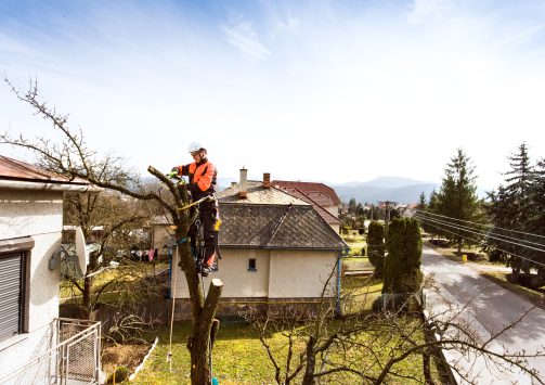 Lumberjack with chainsaw and harness pruning a tree. Arborist cuting tree branches.