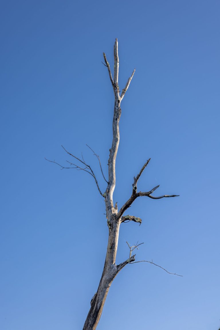 Dead bare tree blue sky