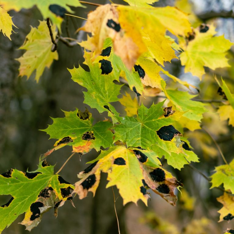 Diseased tree leaves tar spot