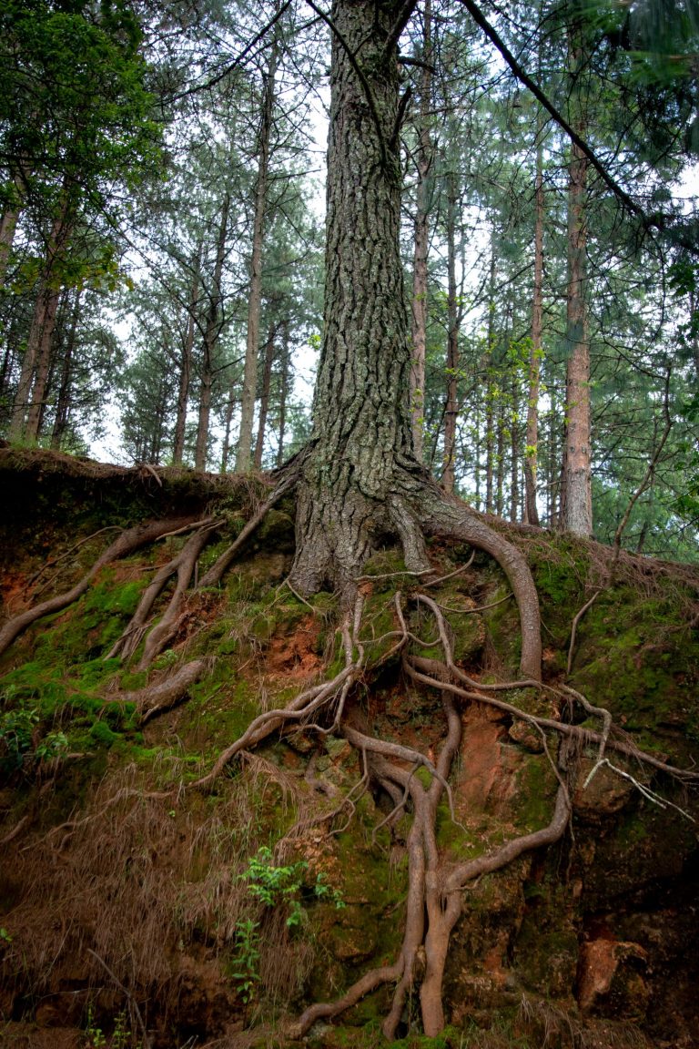 Exposed tree root system