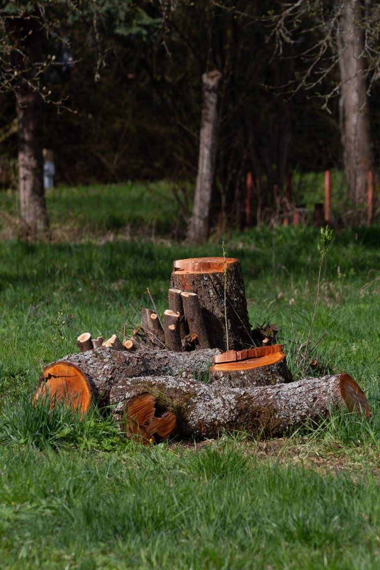 Fresh cut stump yard