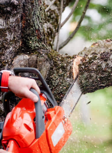 TurnKey Tree Cutting crew removing a storm-damaged oak in New Orleans