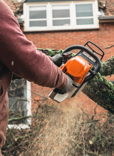 Professional tree trimming on a mature live oak in Metairie
