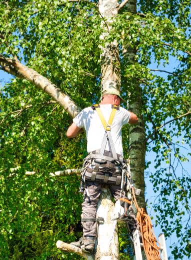 Certified arborist inspecting a palm tree in the Garden District