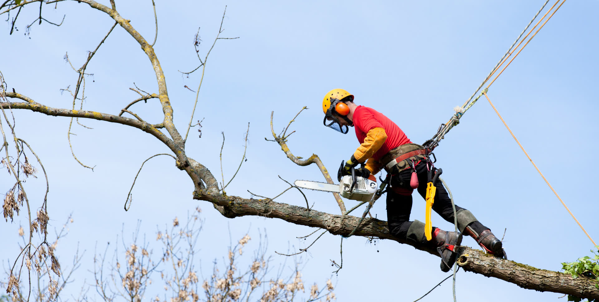 TurnKey Tree Cutting certified arborist at work in New Orleans