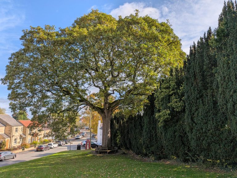 Large oak residential street