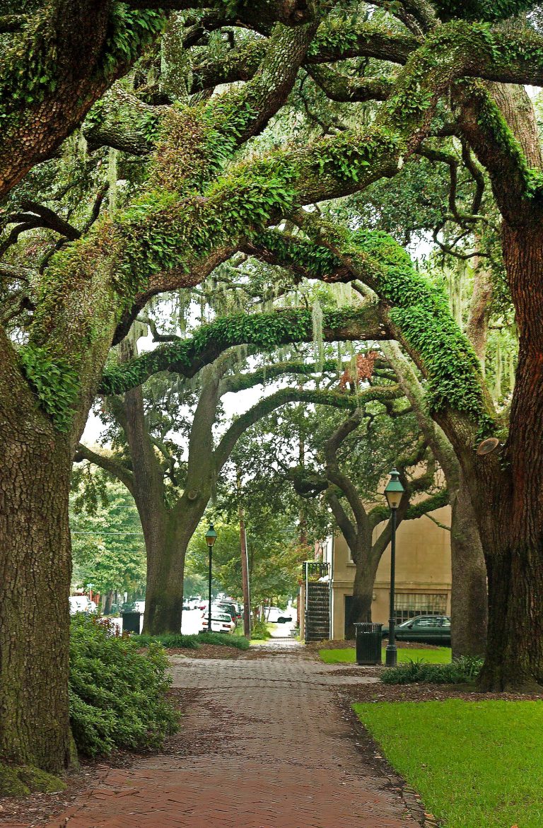 Live oak spanish moss street