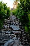 Mulch path garden