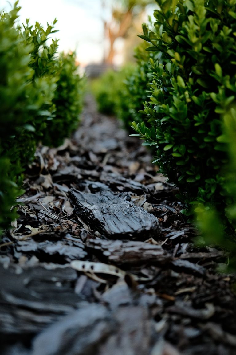 Mulch path garden
