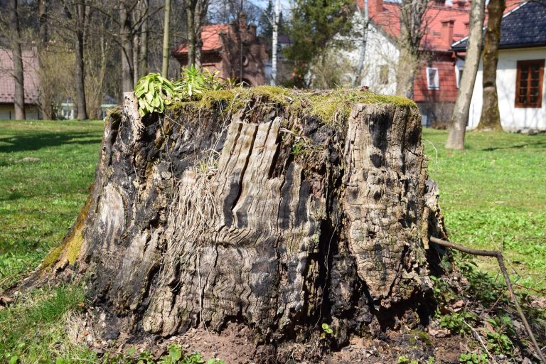 Old tree stump residential yard