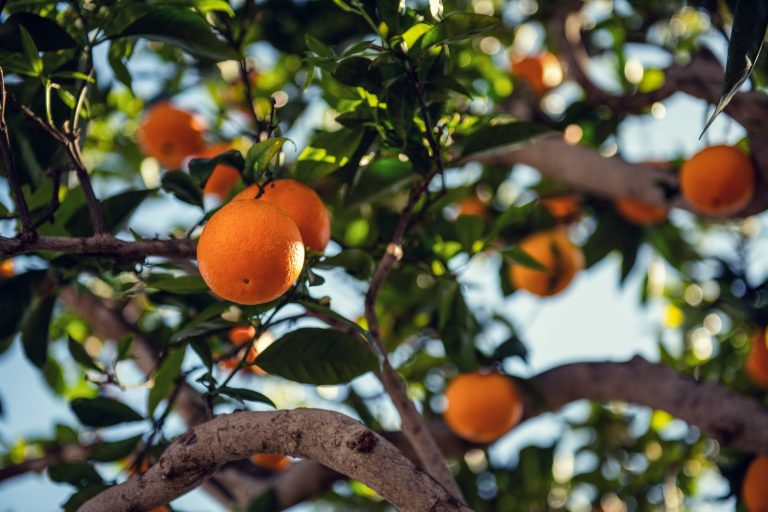 Orange tree ripe fruit