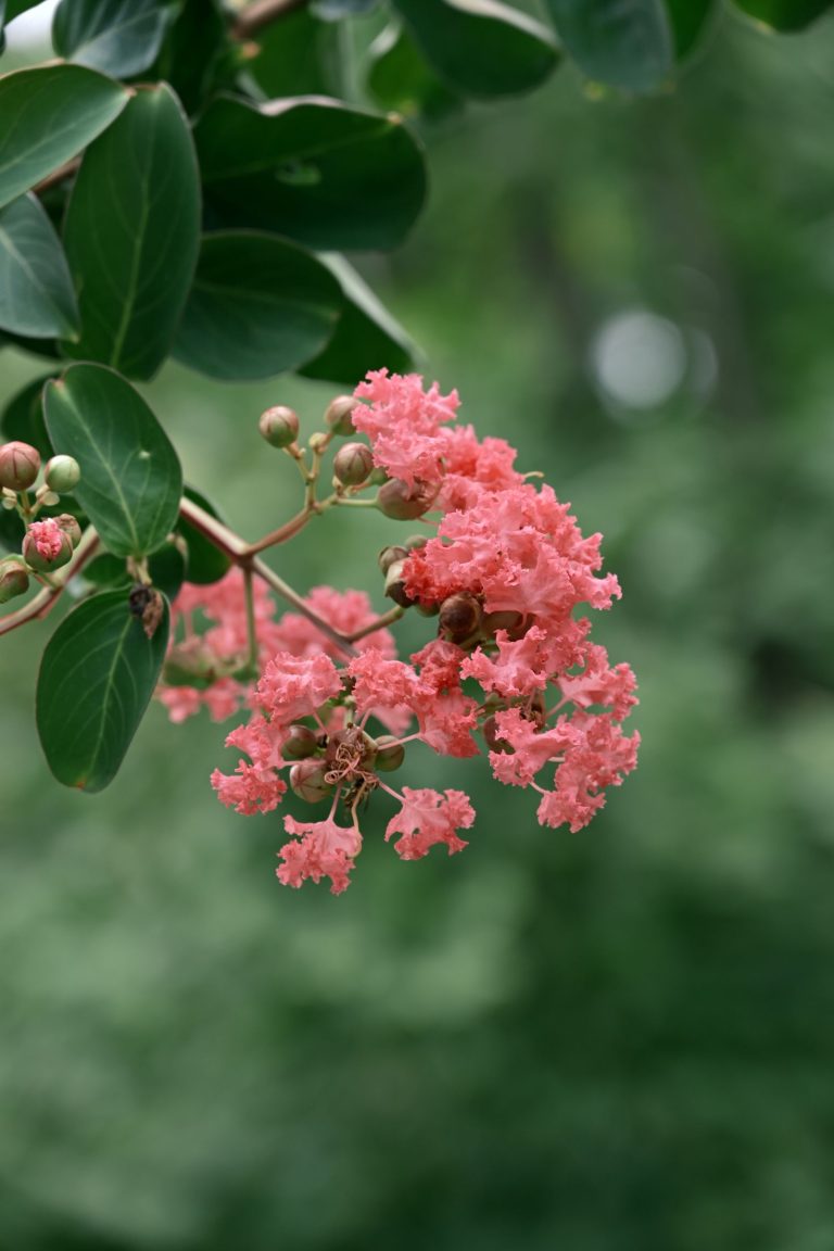 Pink crape myrtle blooms