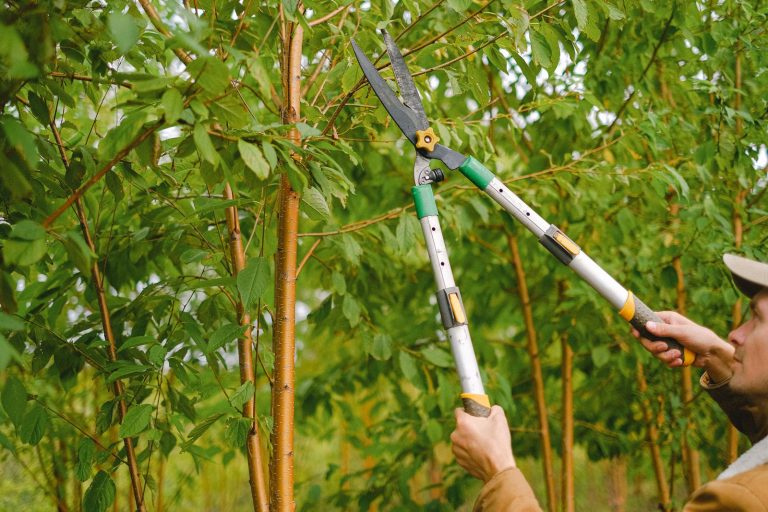 Pruning tree branches loppers