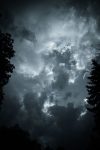 Storm clouds over trees