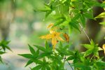 Stressed yellowing tree leaves