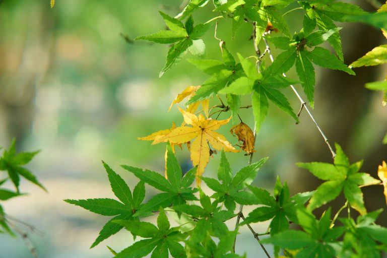 Stressed yellowing tree leaves