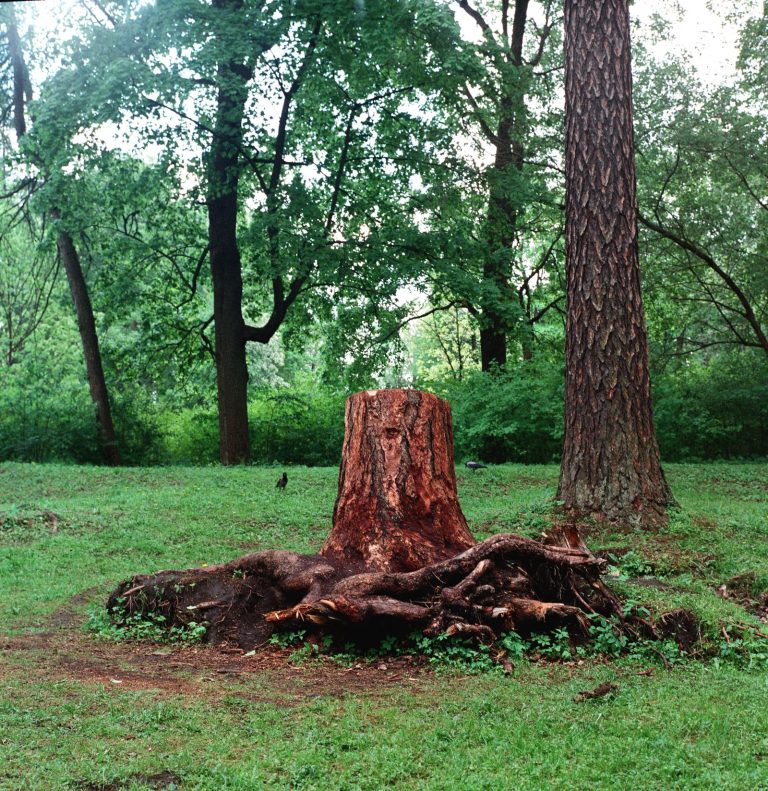 Tree stump roots park