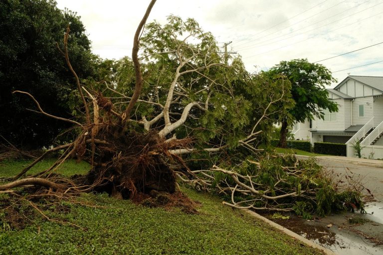 Uprooted tree storm damage street