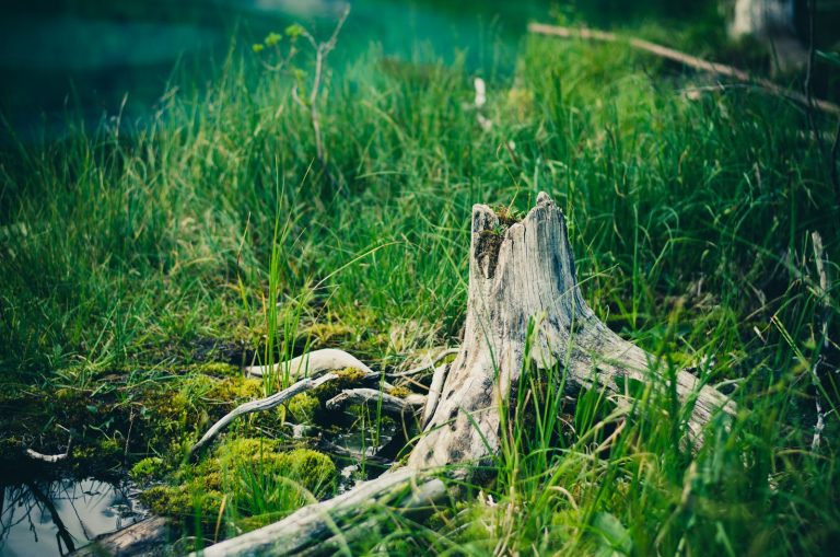 Weathered tree stump grass